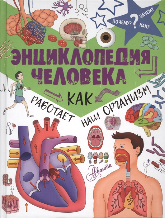 Энциклопедия человека: как работает наш организм